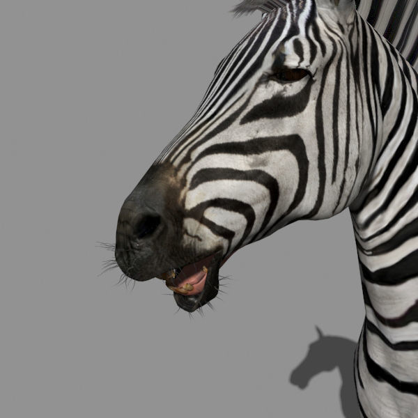 Pro Zebra - 4K 3D model_18