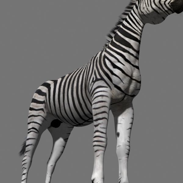 Pro Zebra - 4K 3D model_27