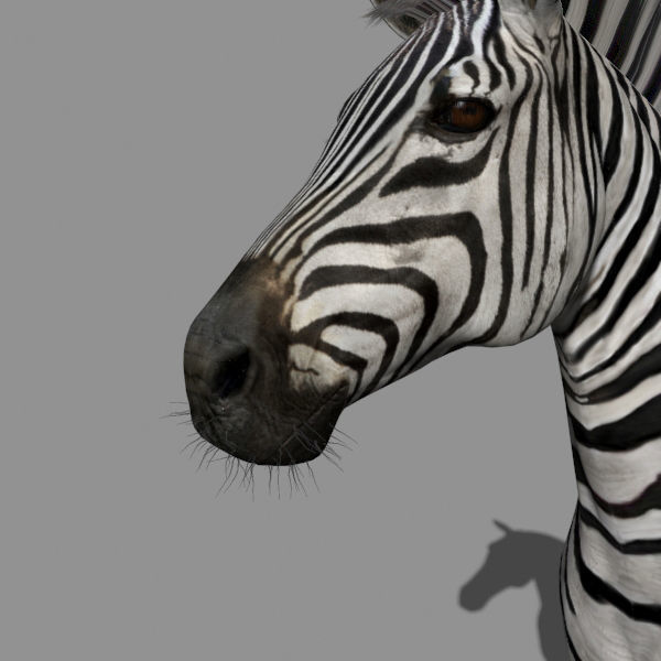 Pro Zebra - 4K 3D model_17