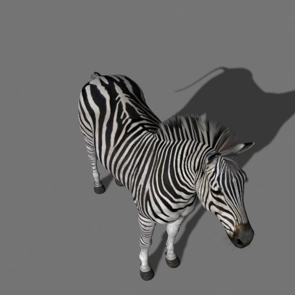 Pro Zebra - 4K 3D model_12