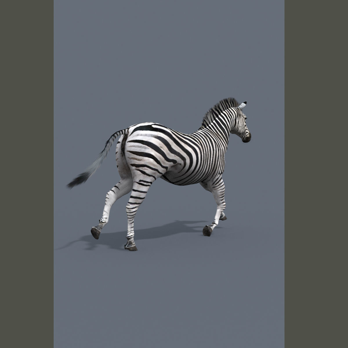 Pro Zebra - 4K 3D model_10