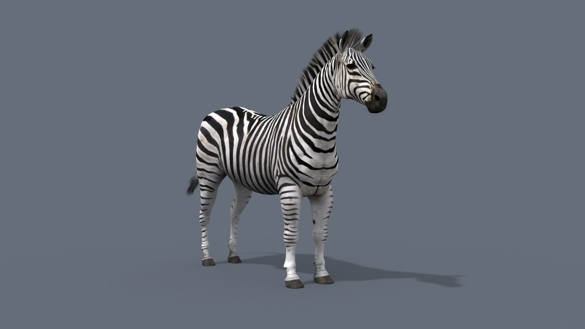 Pro Zebra - 4K 3D model_4