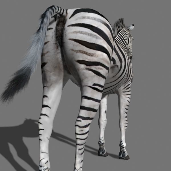 Pro Zebra - 4K 3D model_24