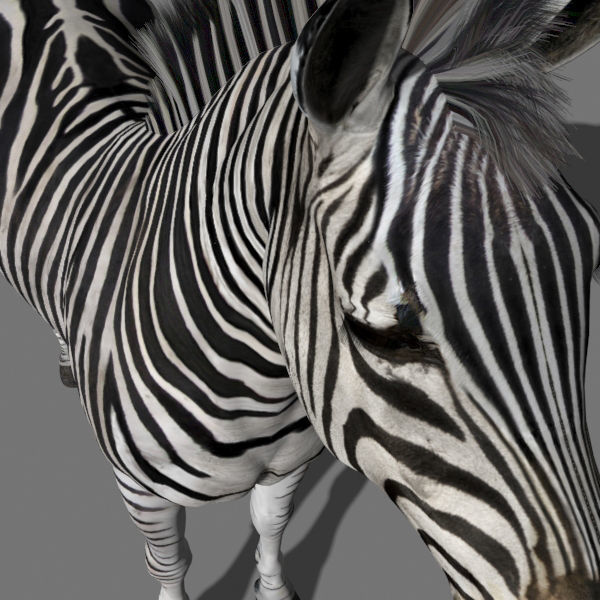 Pro Zebra - 4K 3D model_14