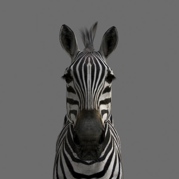 Pro Zebra - 4K 3D model_15
