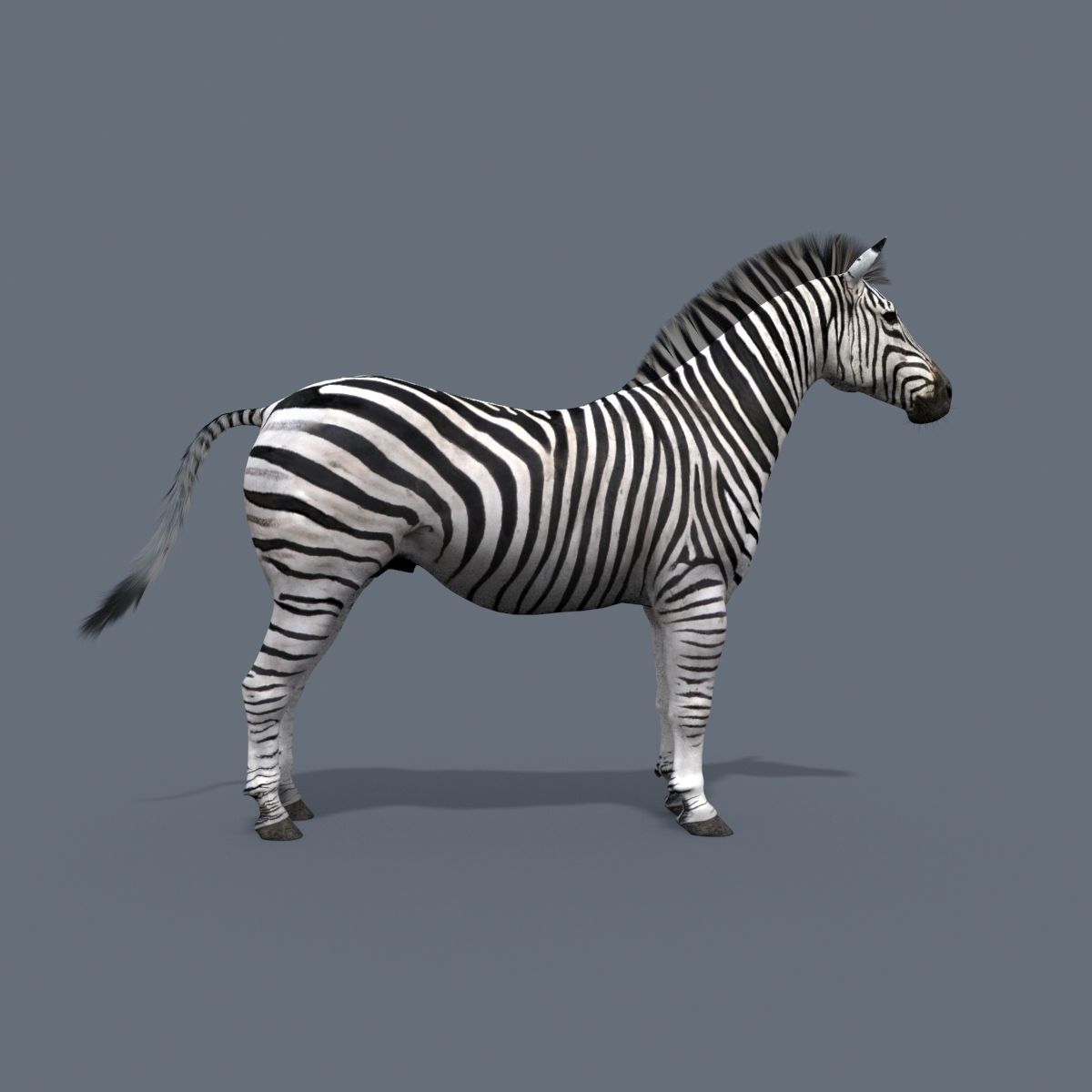 Pro Zebra - 4K 3D model_5