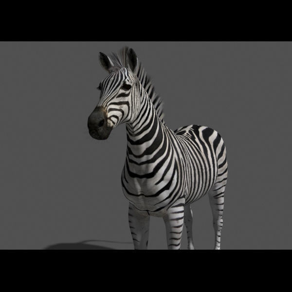 Pro Zebra - 4K 3D model_22