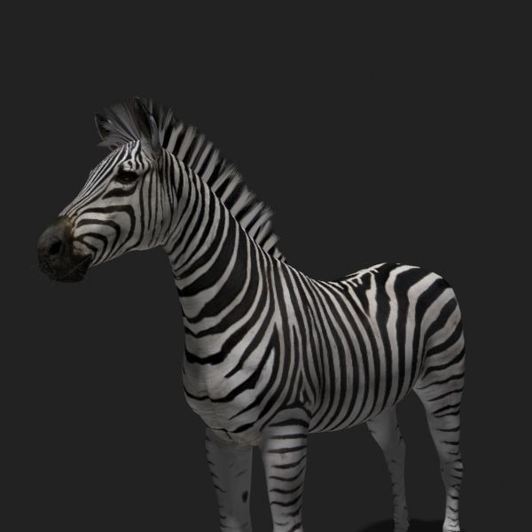 Pro Zebra - 4K 3D model_20