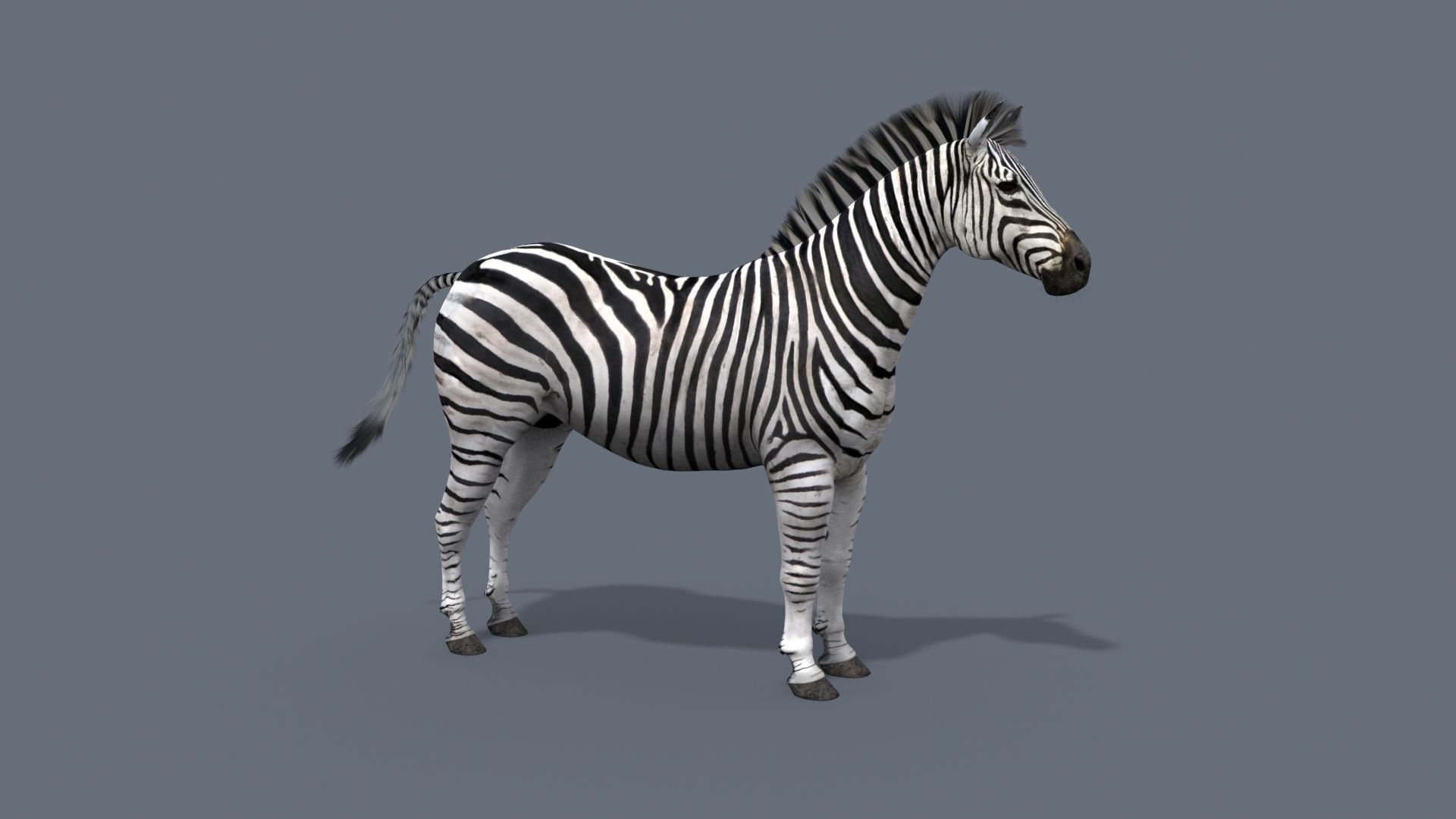 Pro Zebra - 4K 3D model_6