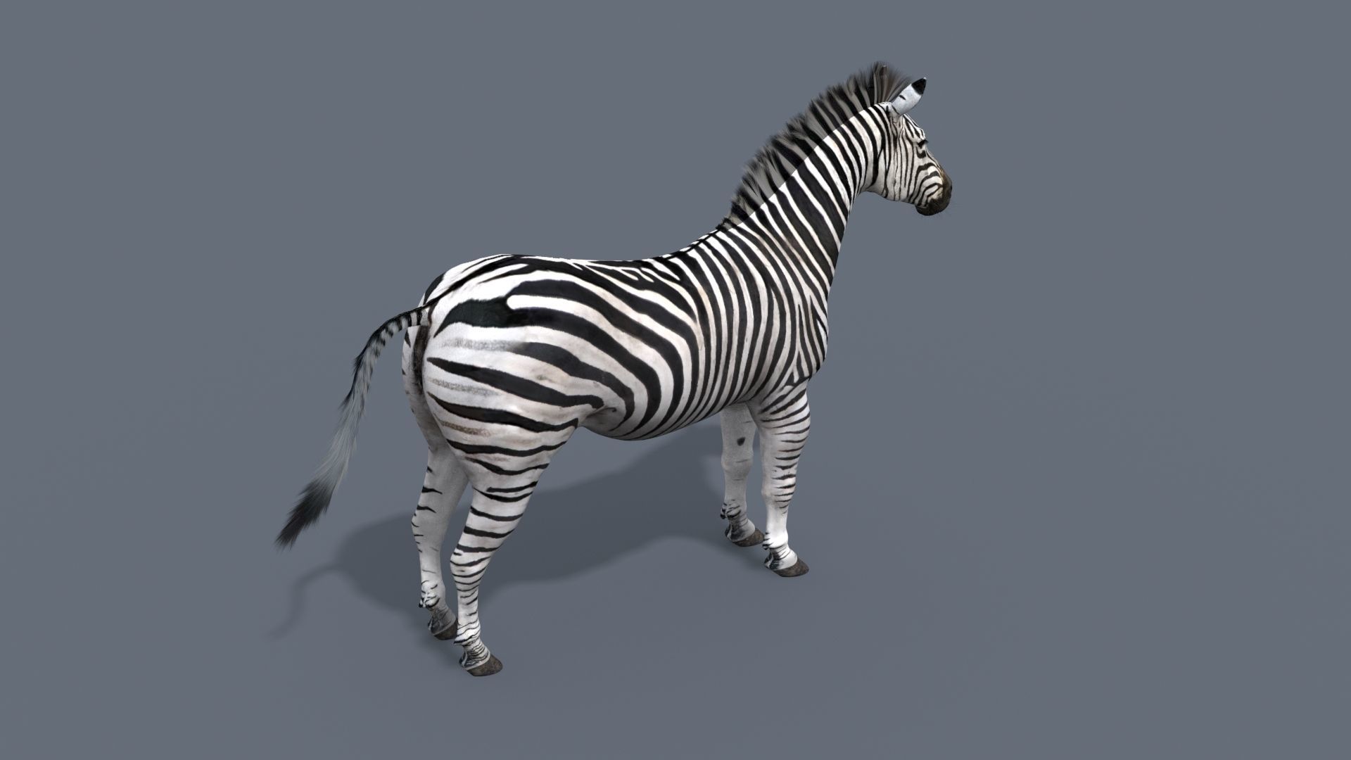 Pro Zebra - 4K 3D model_7