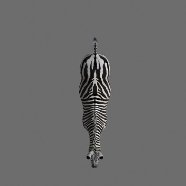 Pro Zebra - 4K 3D model_26