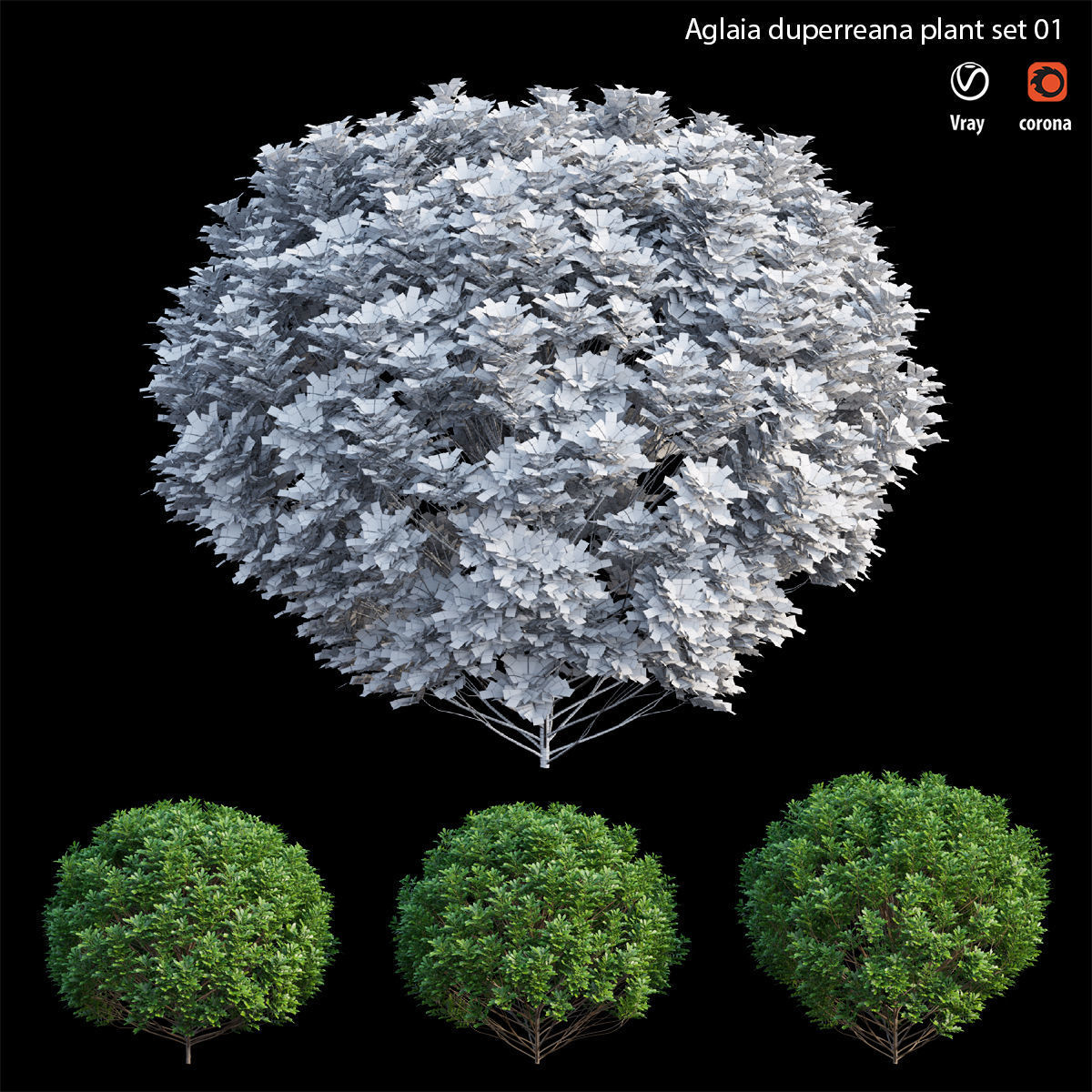 Aglaia duperreana plant set 01 3D model_5