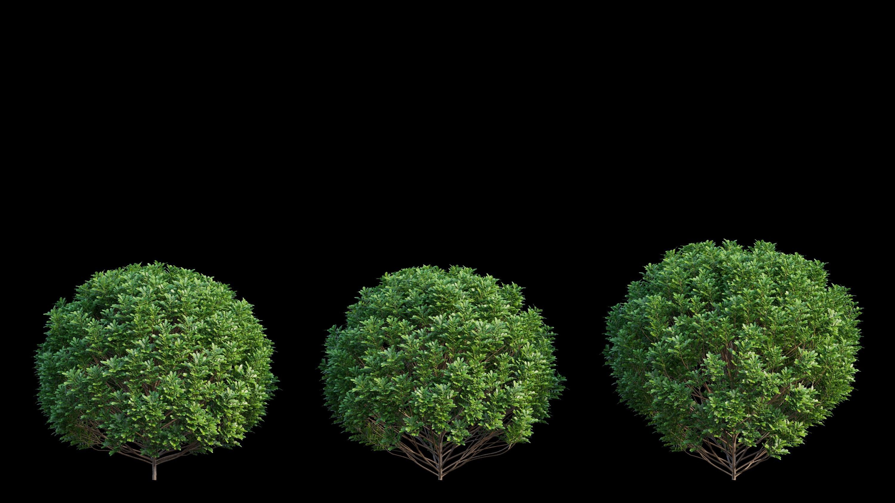 Aglaia duperreana plant set 01 3D model_12