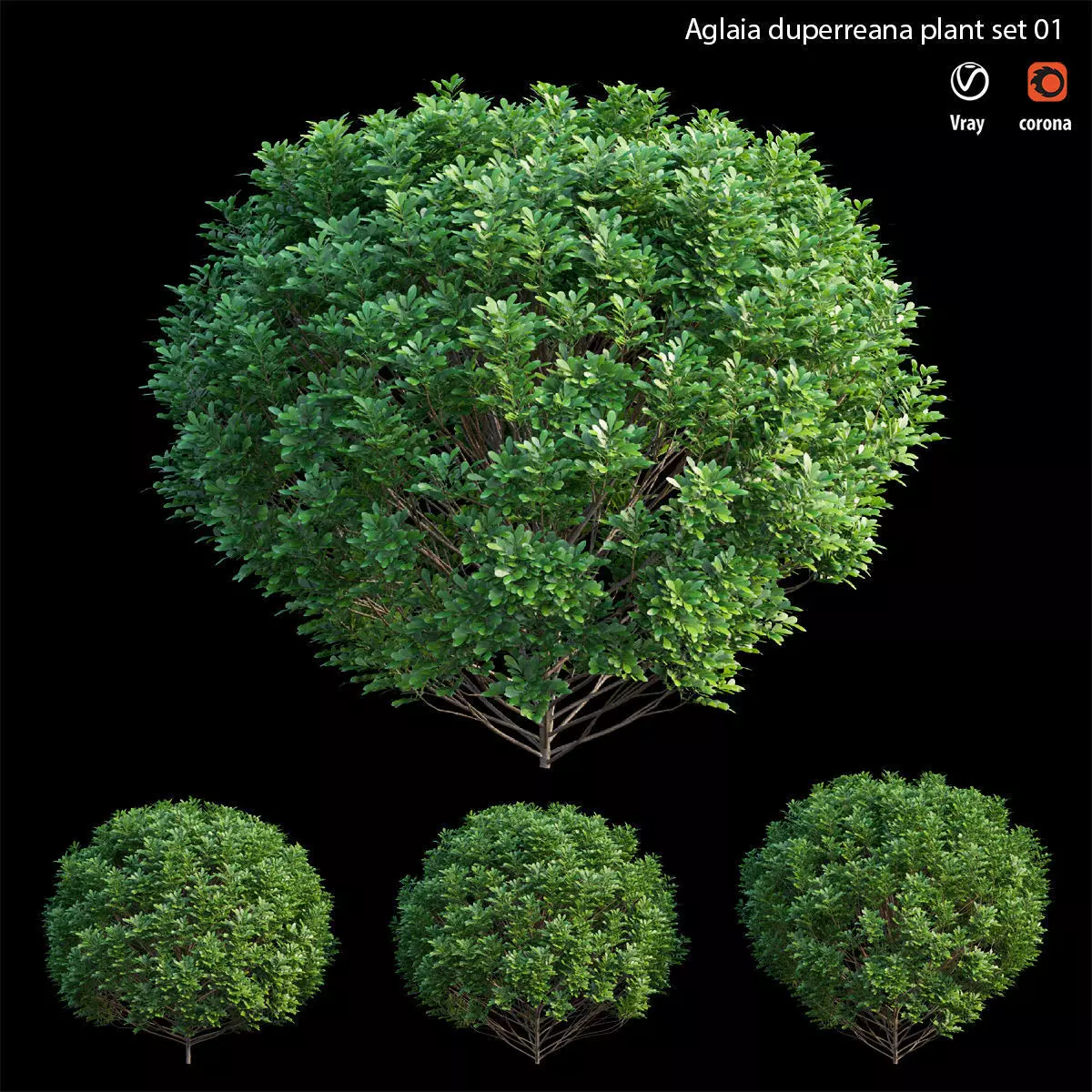 Aglaia duperreana plant set 01 3D model_0
