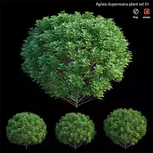 Aglaia duperreana plant set 01 3D model