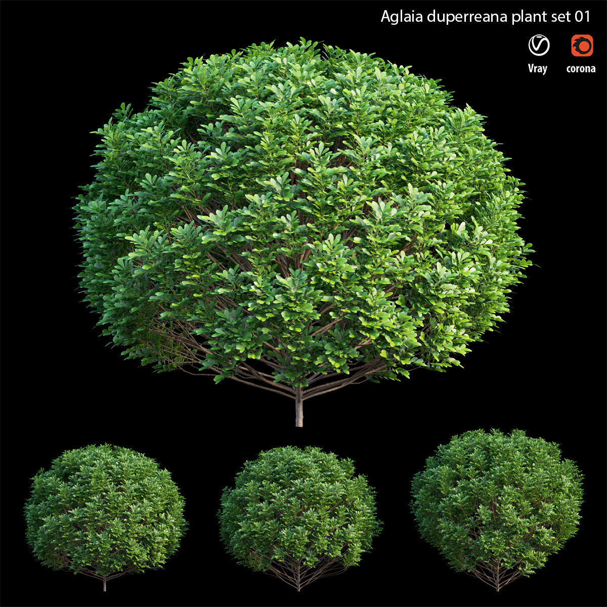 Aglaia duperreana plant set 01 3D model_4