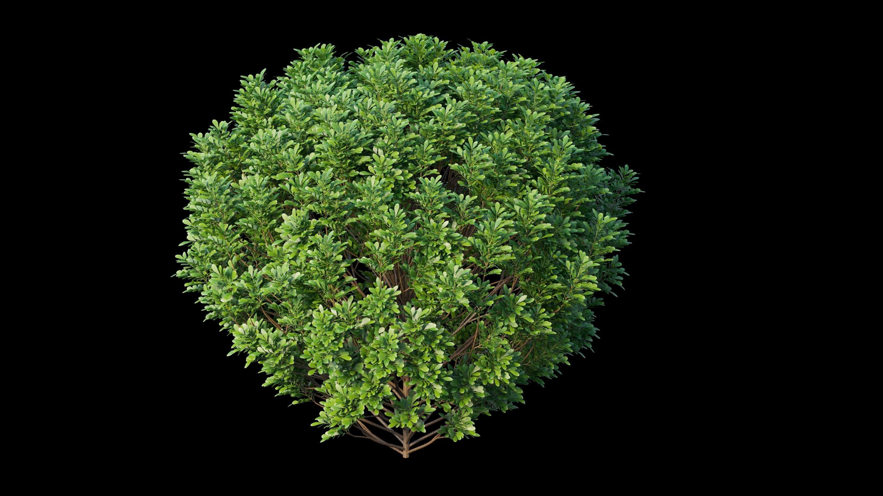 Aglaia duperreana plant set 01 3D model_11