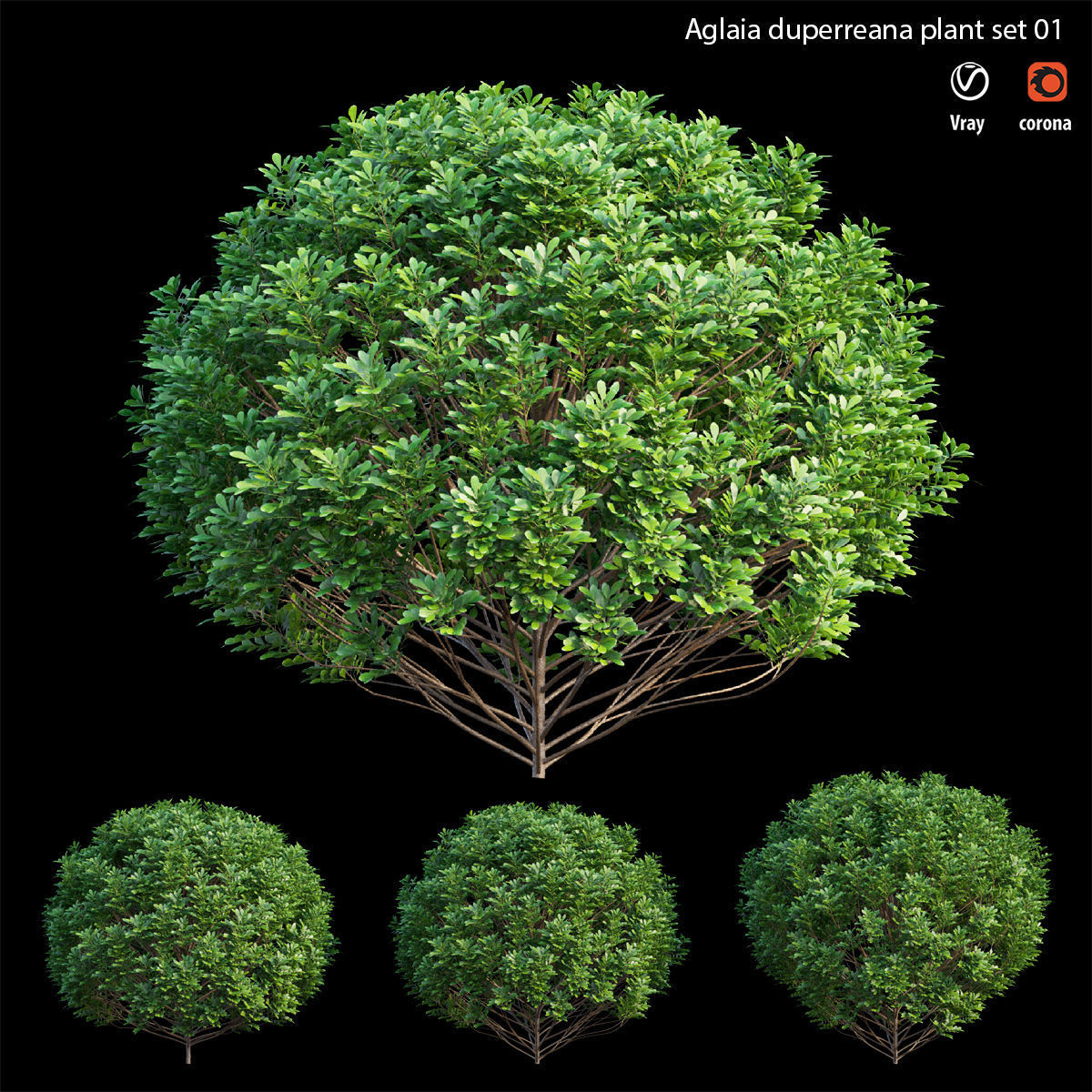 Aglaia duperreana plant set 01 3D model_3