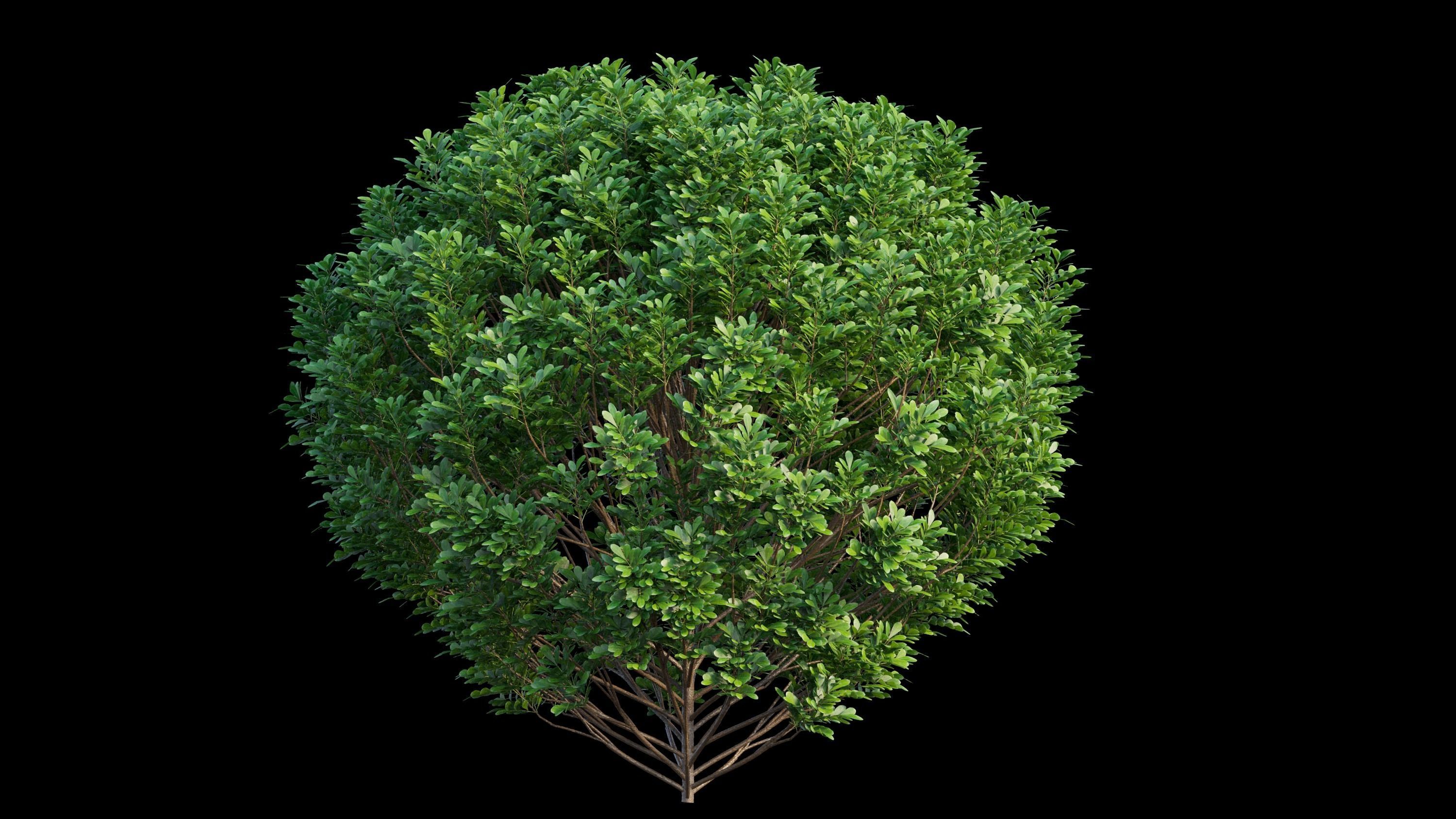 Aglaia duperreana plant set 01 3D model_10