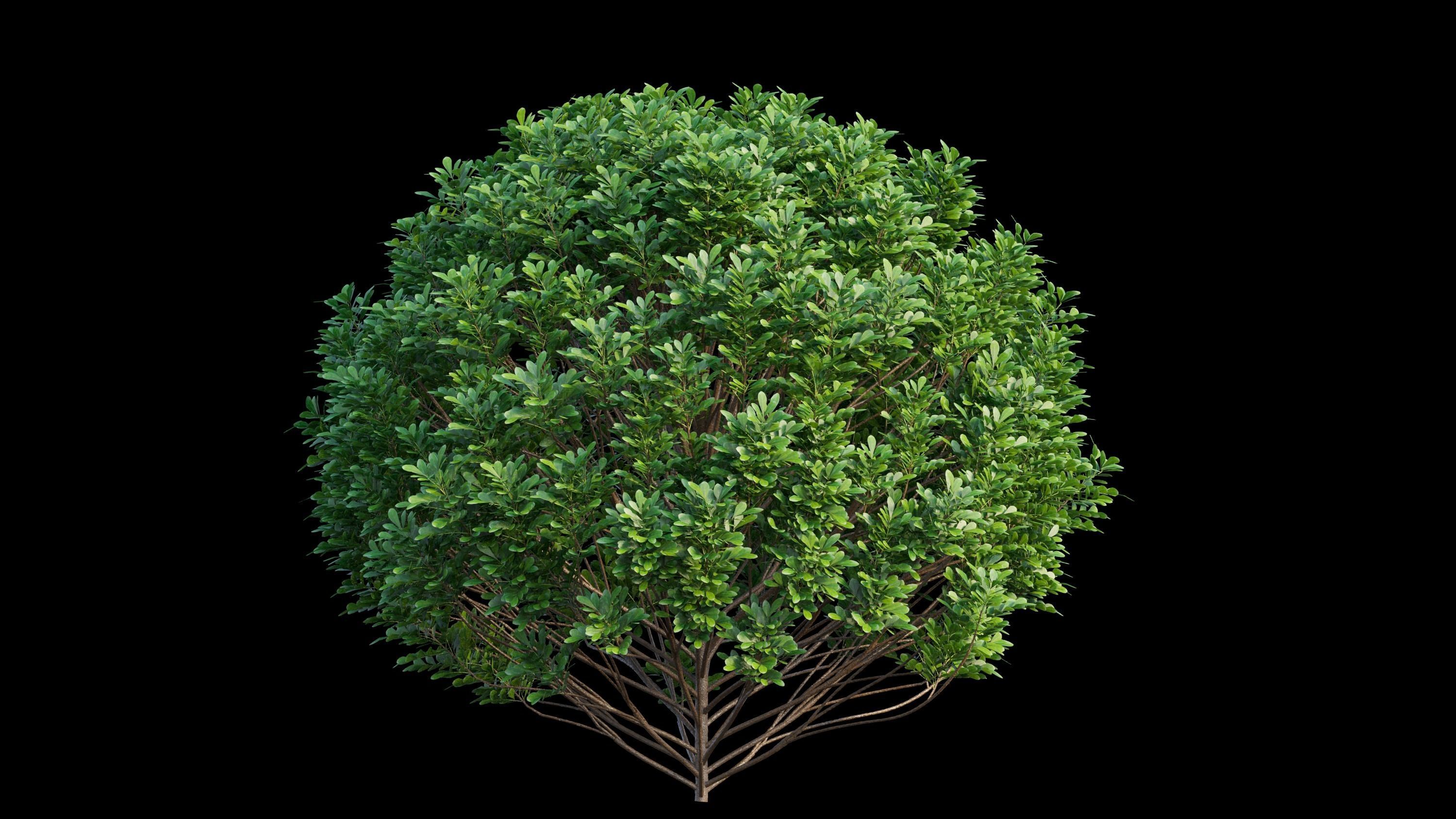 Aglaia duperreana plant set 01 3D model_13