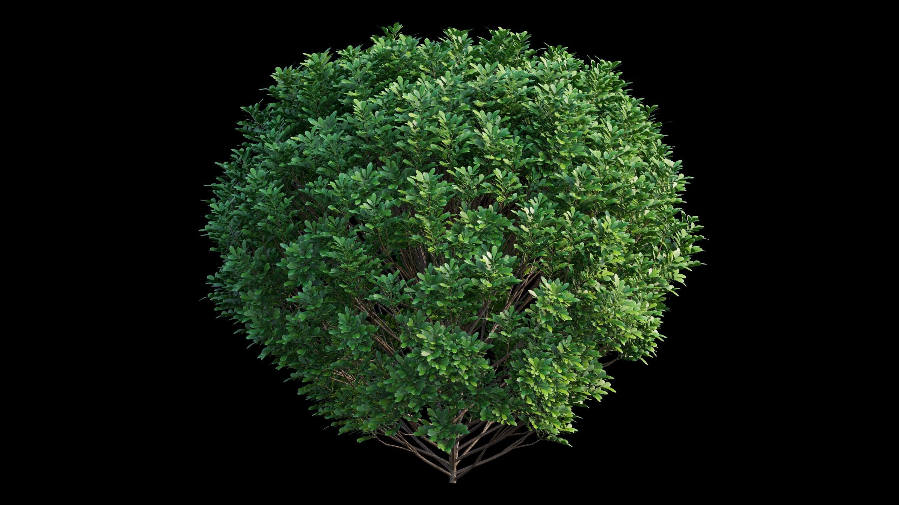 Aglaia duperreana plant set 01 3D model_7