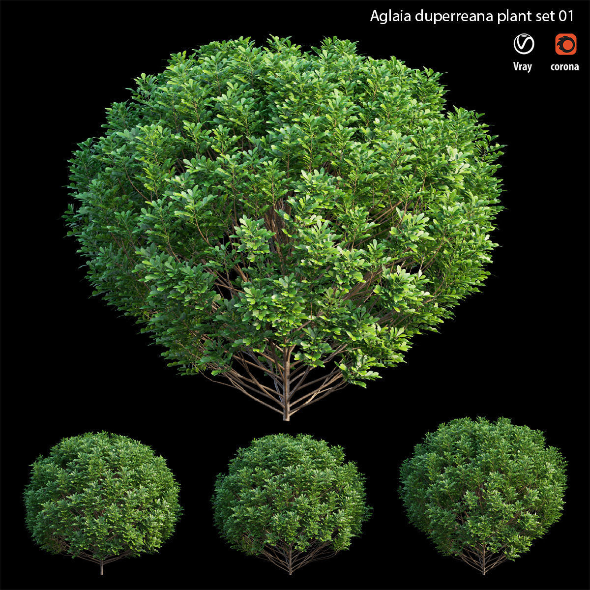 Aglaia duperreana plant set 01 3D model_1