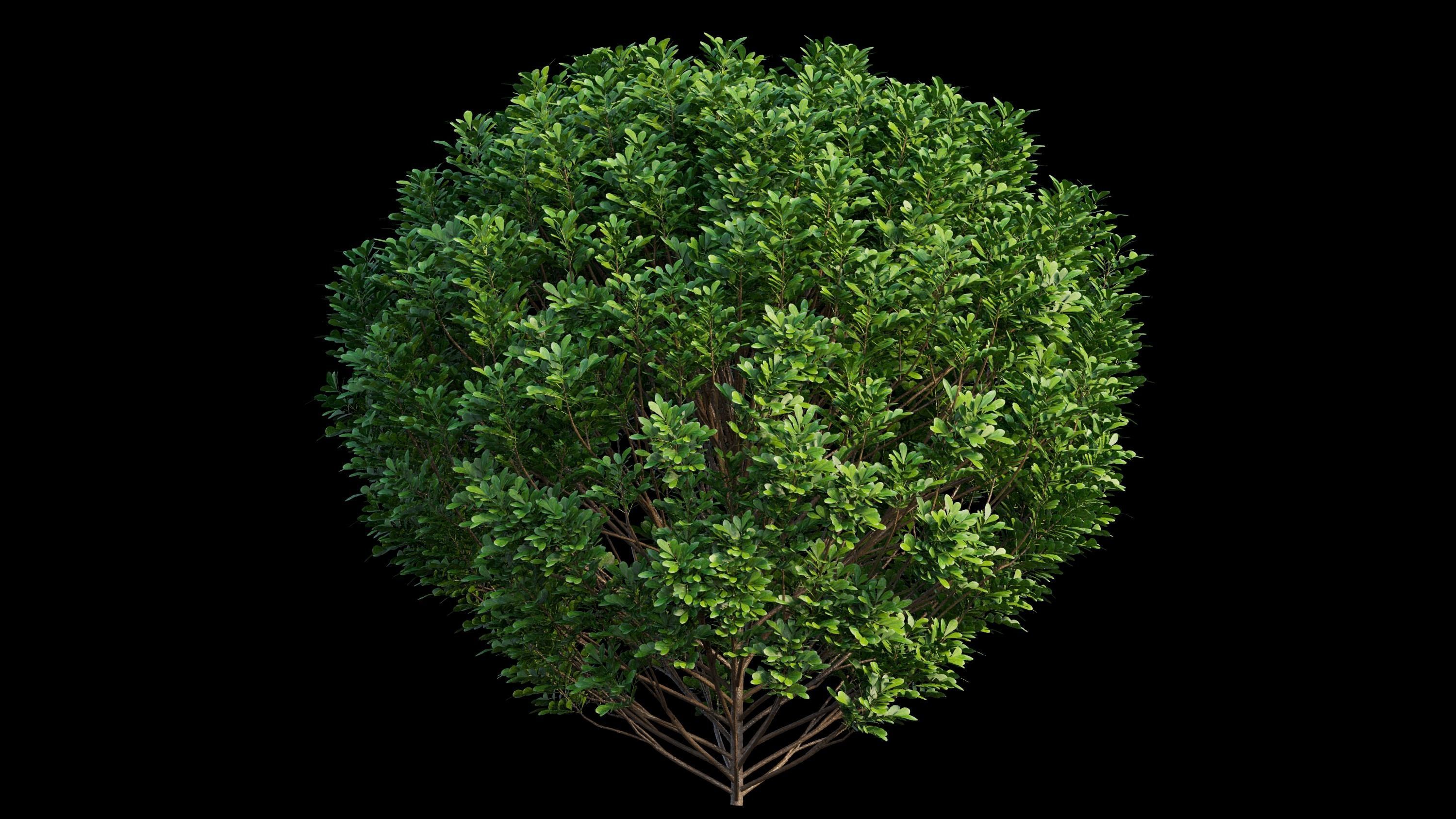 Aglaia duperreana plant set 01 3D model_6