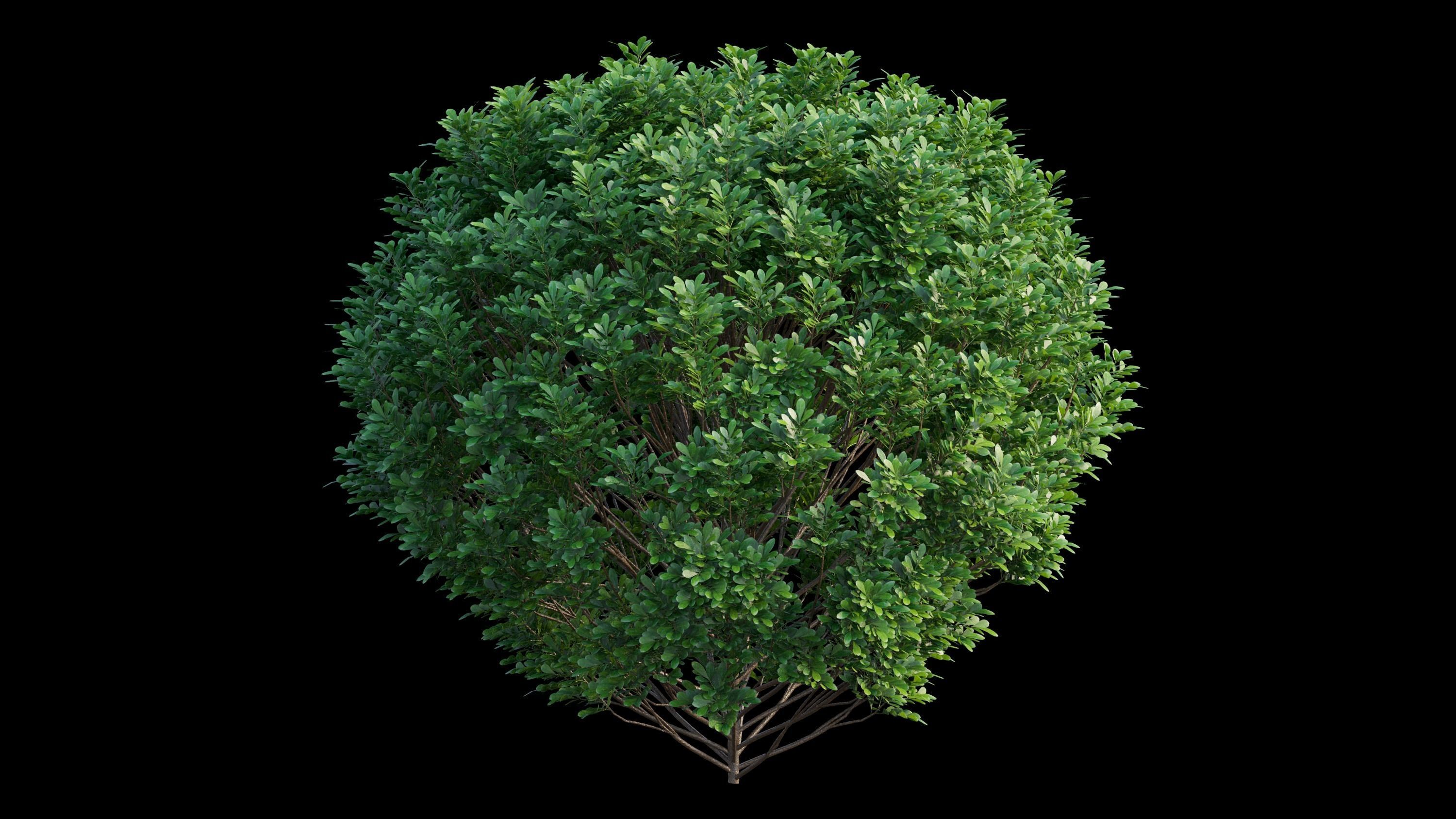 Aglaia duperreana plant set 01 3D model_9