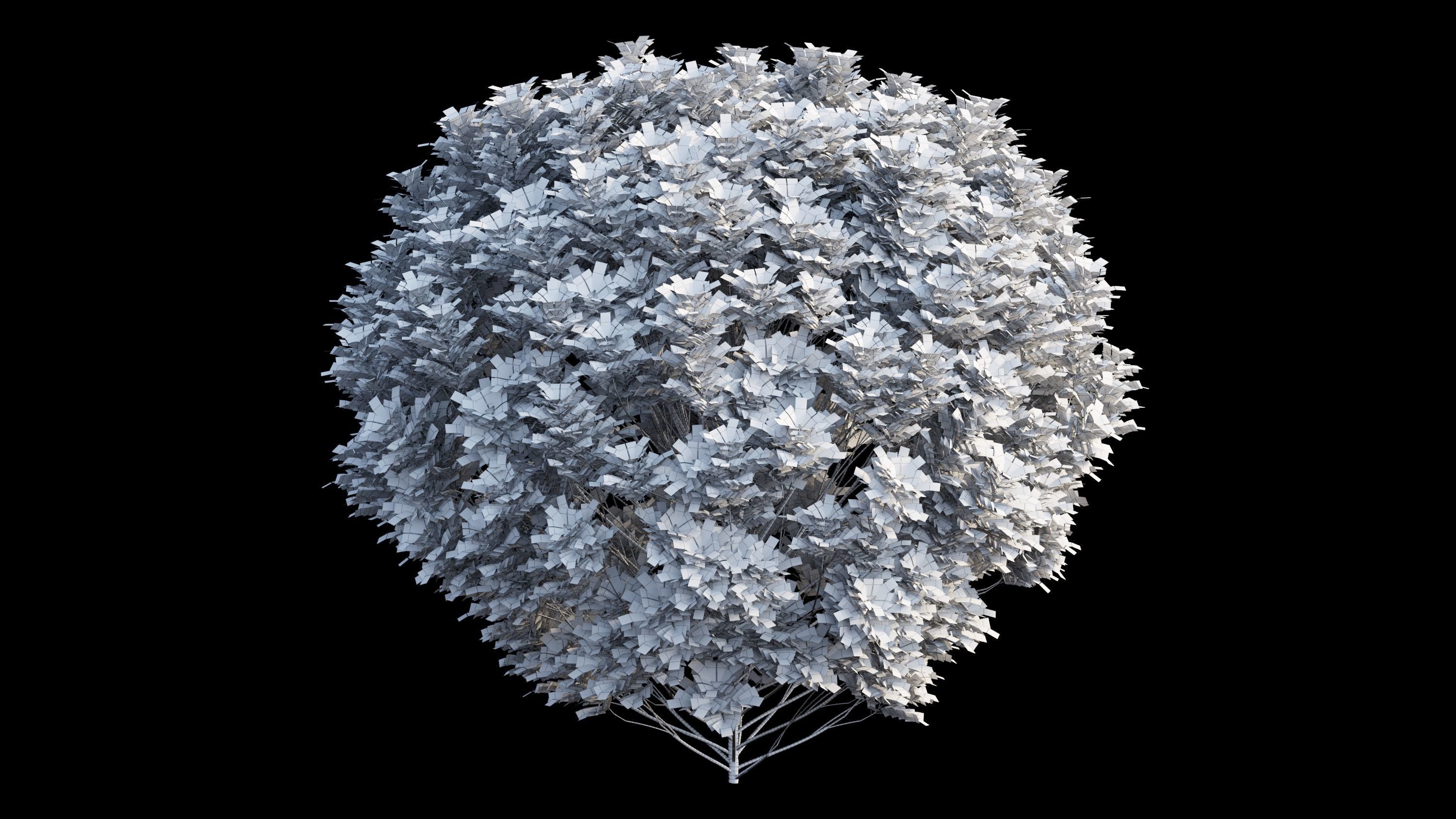 Aglaia duperreana plant set 01 3D model_8