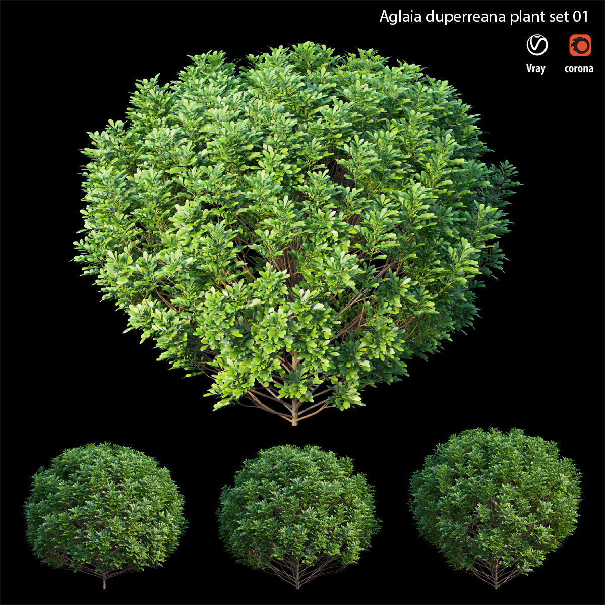 Aglaia duperreana plant set 01 3D model_2