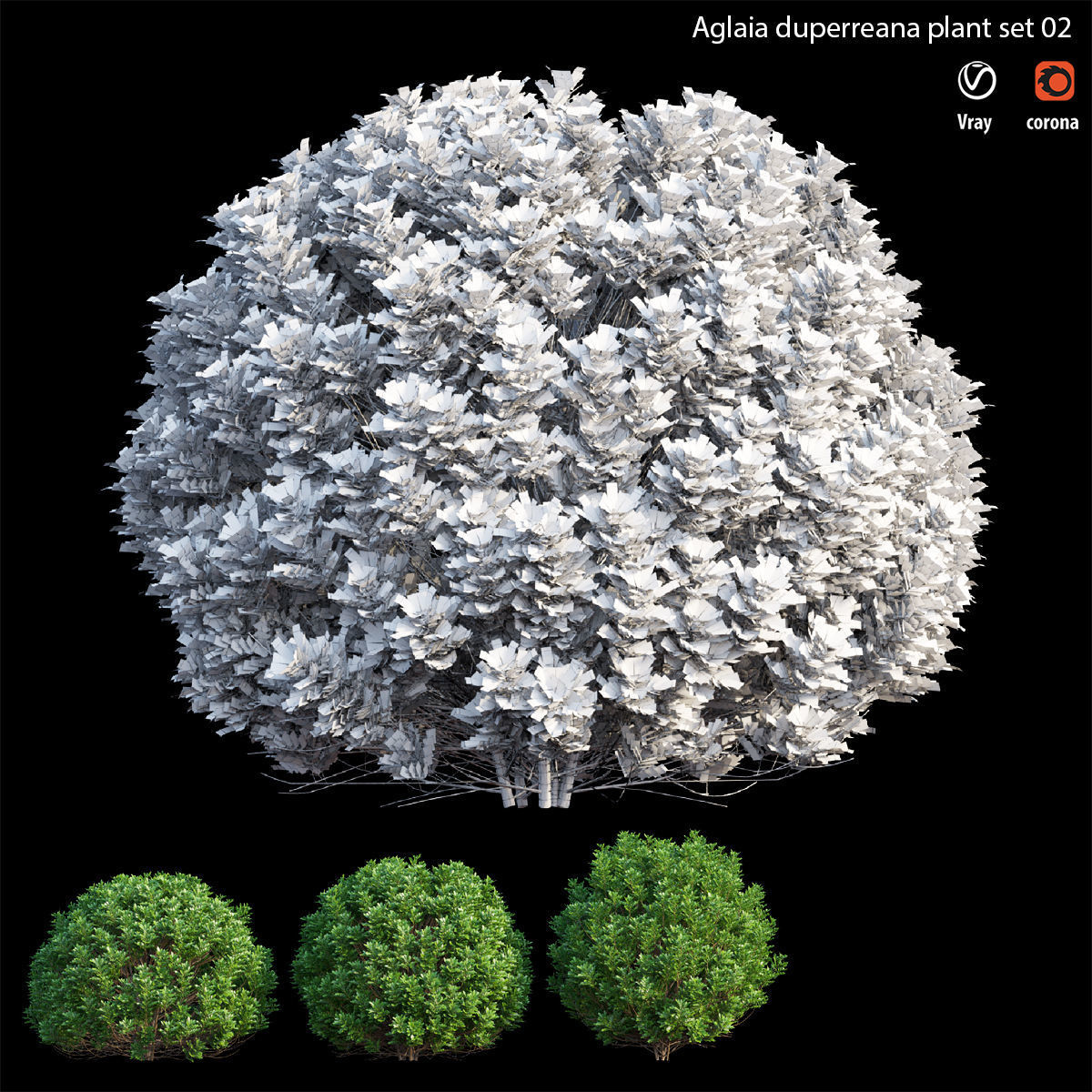 Aglaia duperreana plant set 02 3D model_4