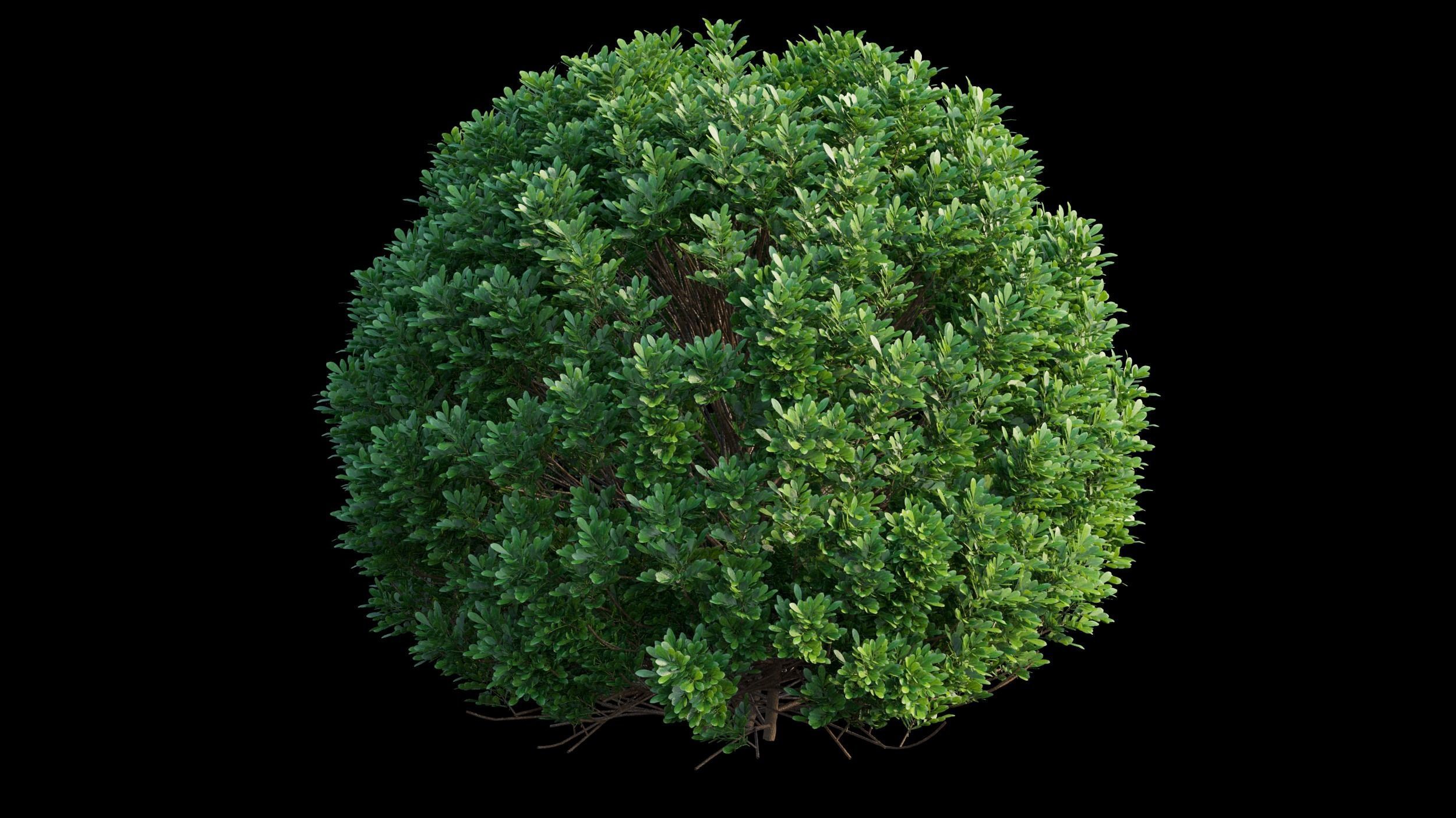 Aglaia duperreana plant set 02 3D model_9