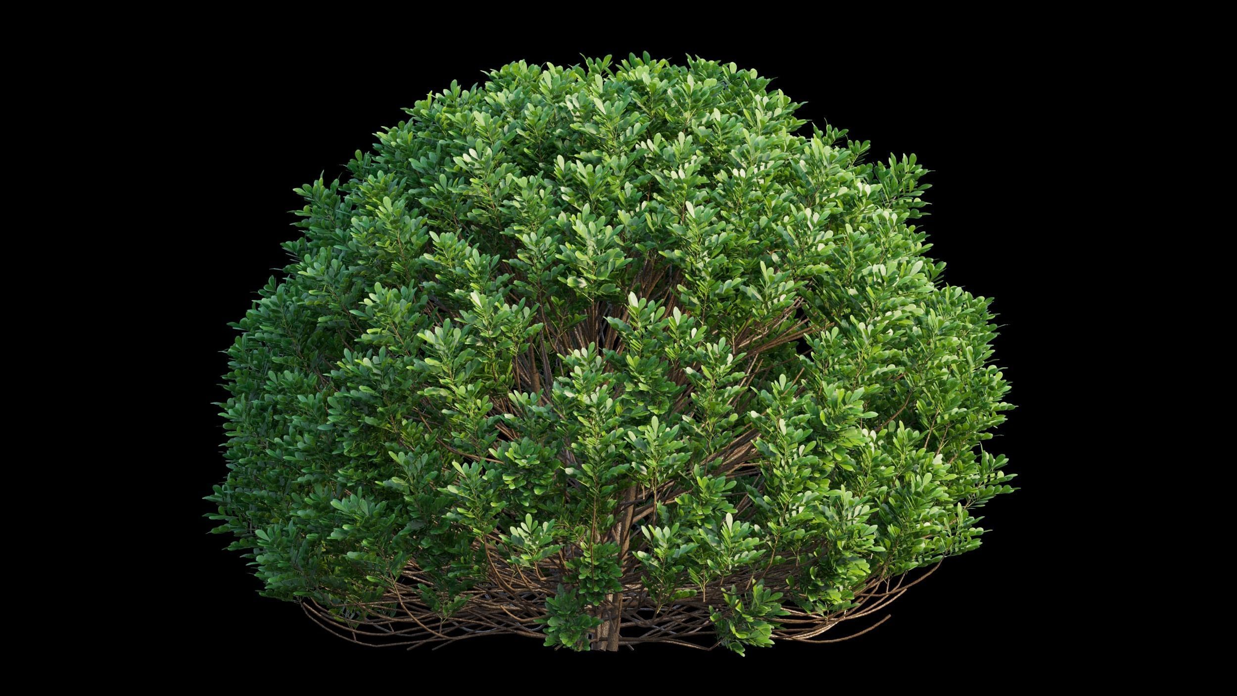 Aglaia duperreana plant set 02 3D model_6