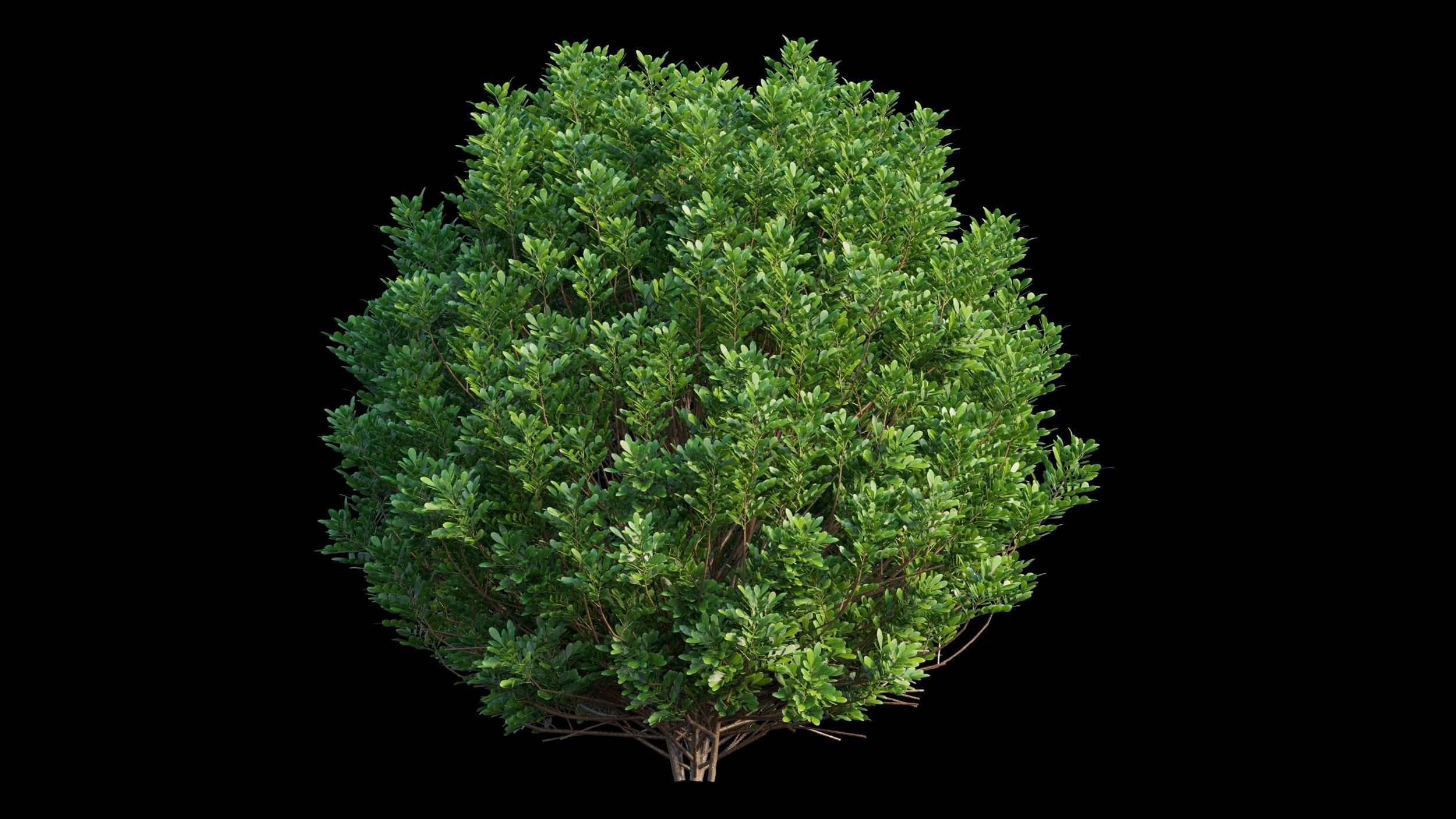 Aglaia duperreana plant set 02 3D model_10