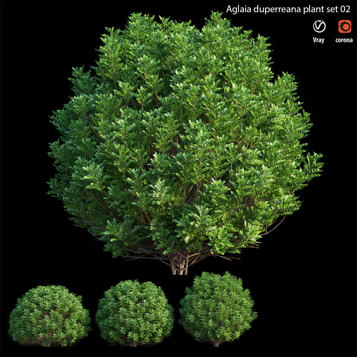 Aglaia duperreana plant set 02 3D model_3