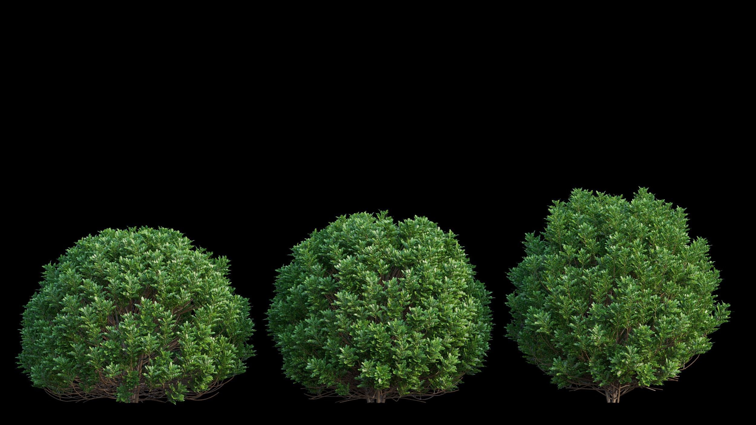 Aglaia duperreana plant set 02 3D model_5