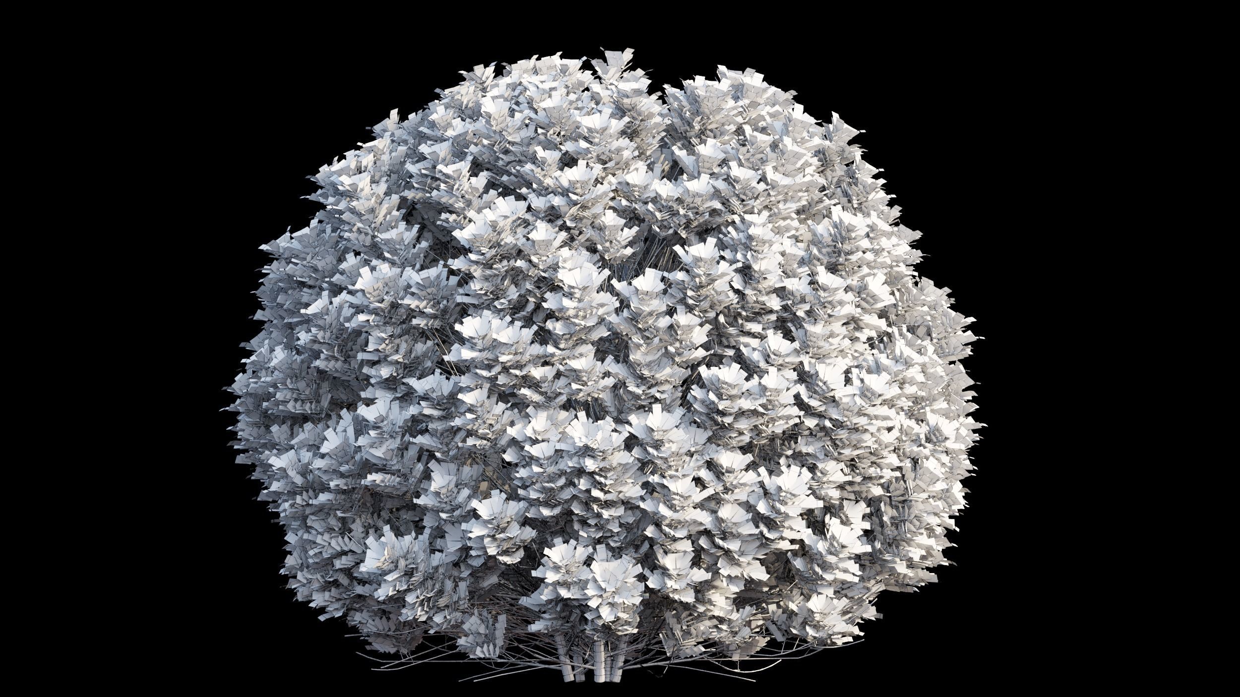 Aglaia duperreana plant set 02 3D model_8