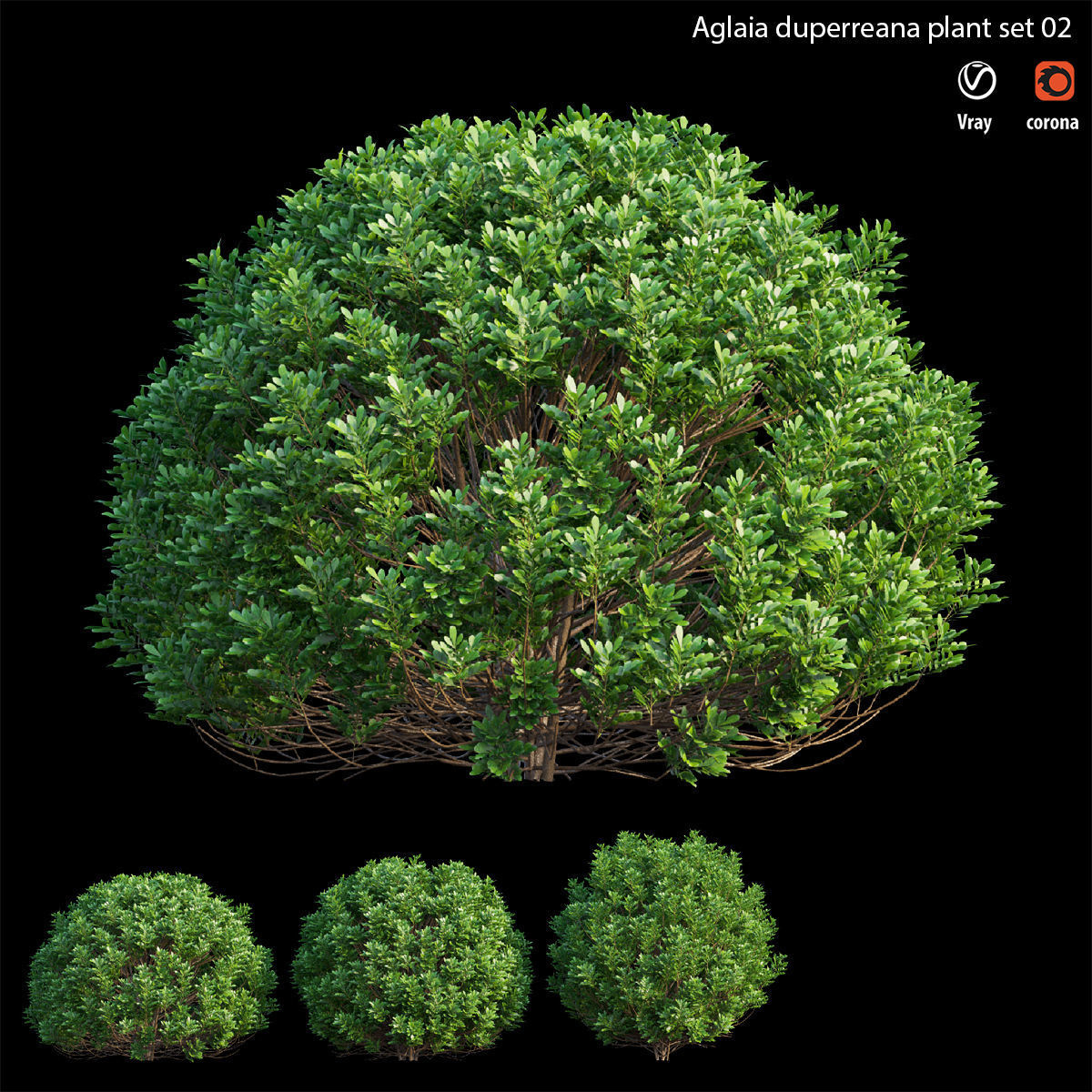 Aglaia duperreana plant set 02 3D model_1