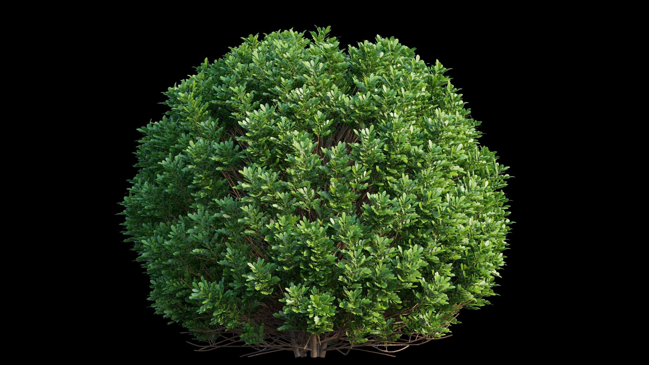 Aglaia duperreana plant set 02 3D model_7