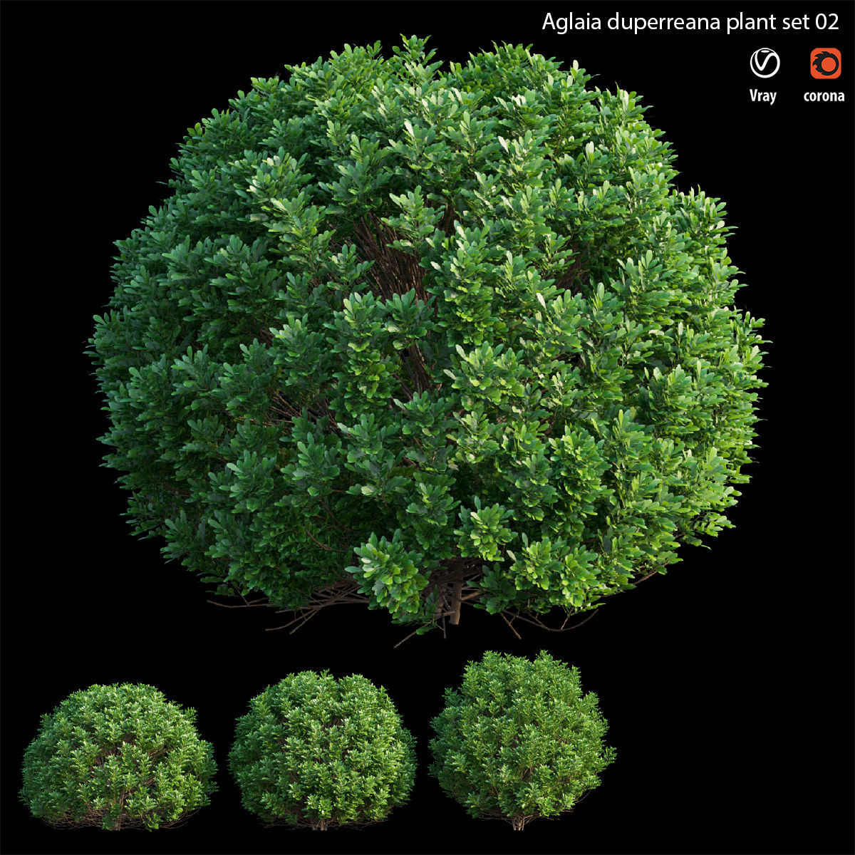 Aglaia duperreana plant set 02 3D model_2