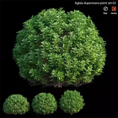 Aglaia duperreana plant set 02 3D model