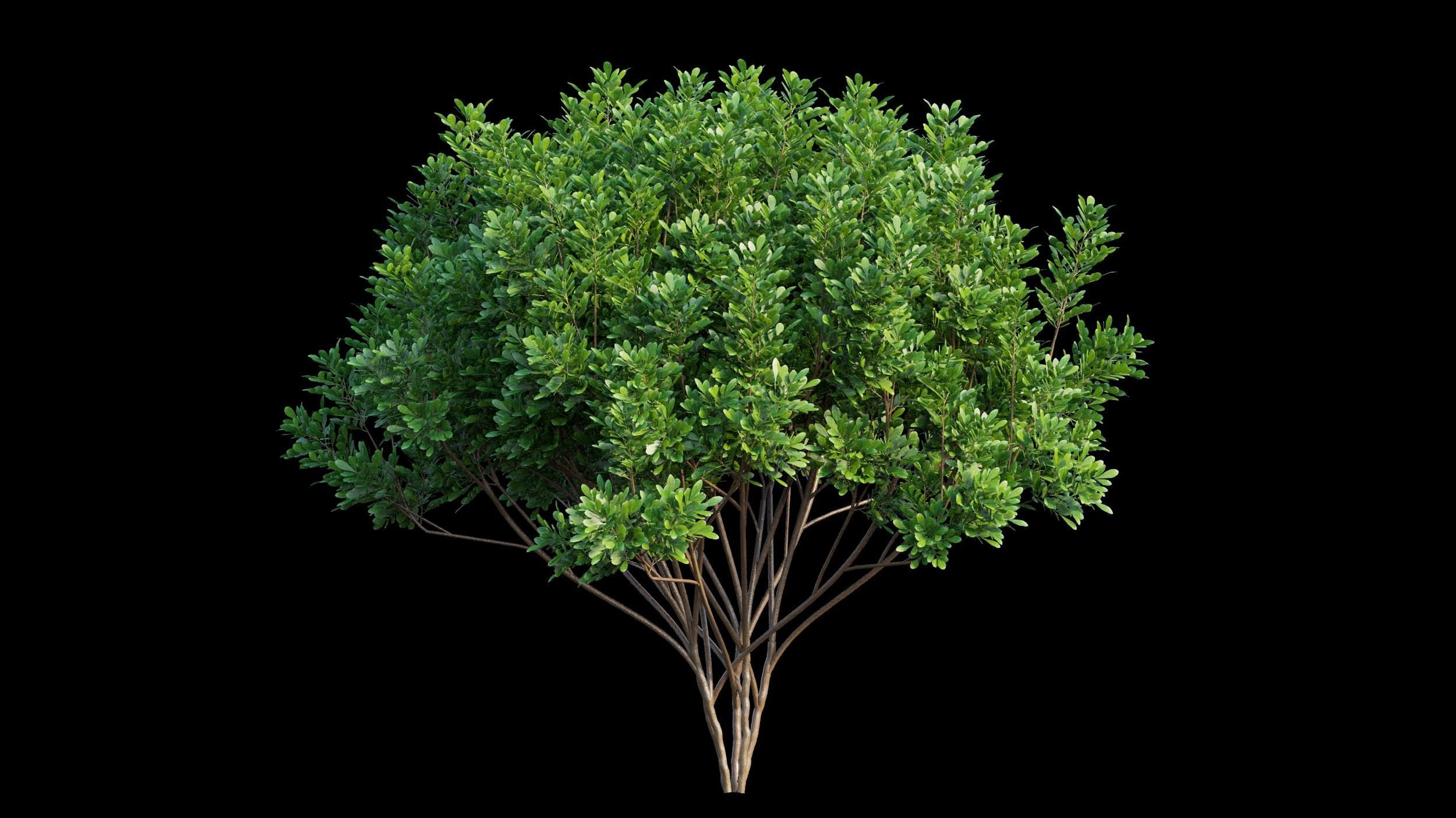 Aglaia duperreana plant set 03 3D model_9