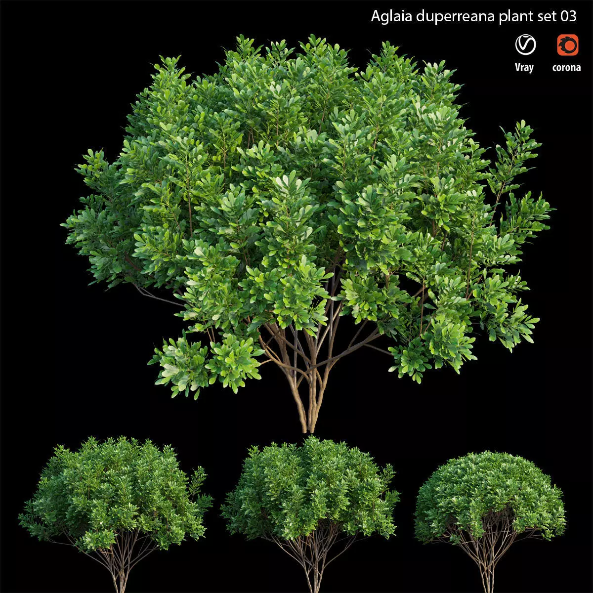 Aglaia duperreana plant set 03 3D model_0