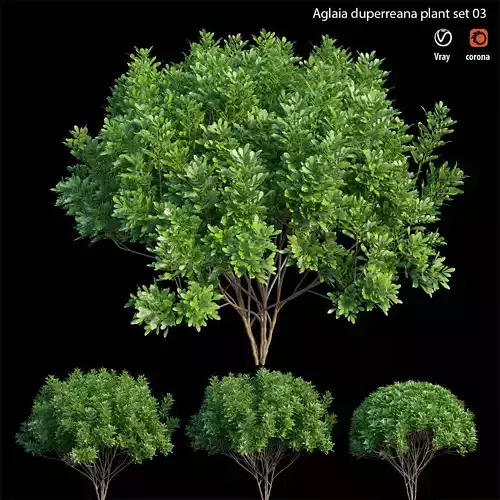Aglaia duperreana plant set 03 3D model