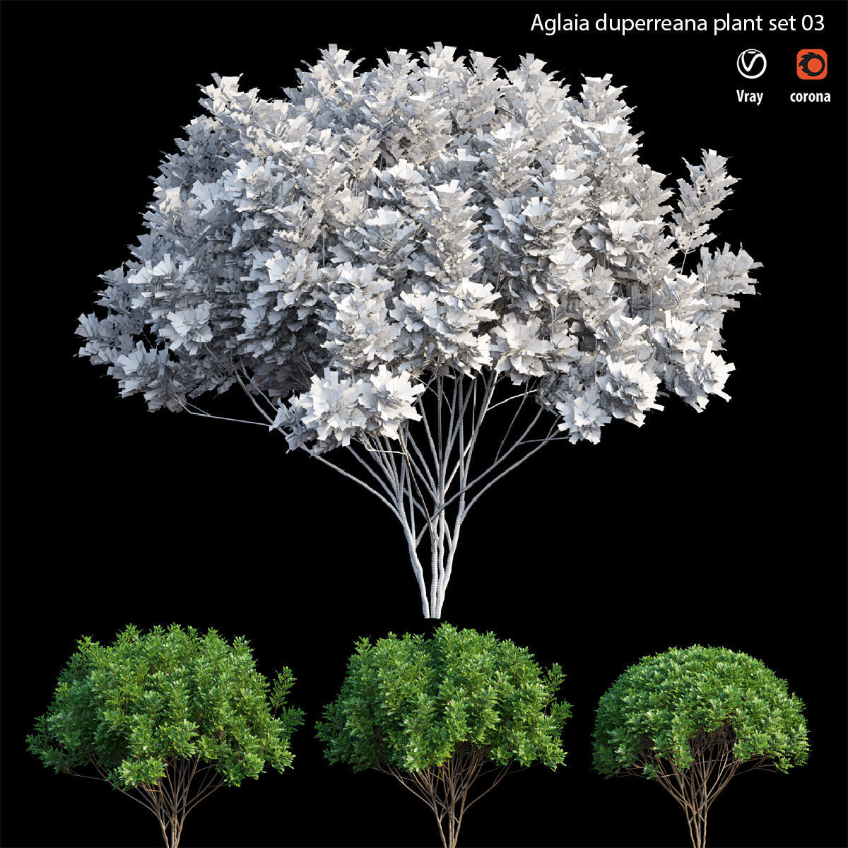 Aglaia duperreana plant set 03 3D model_4