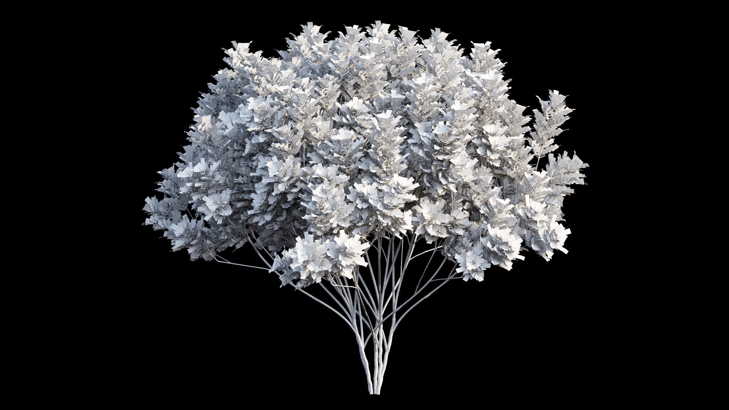 Aglaia duperreana plant set 03 3D model_10