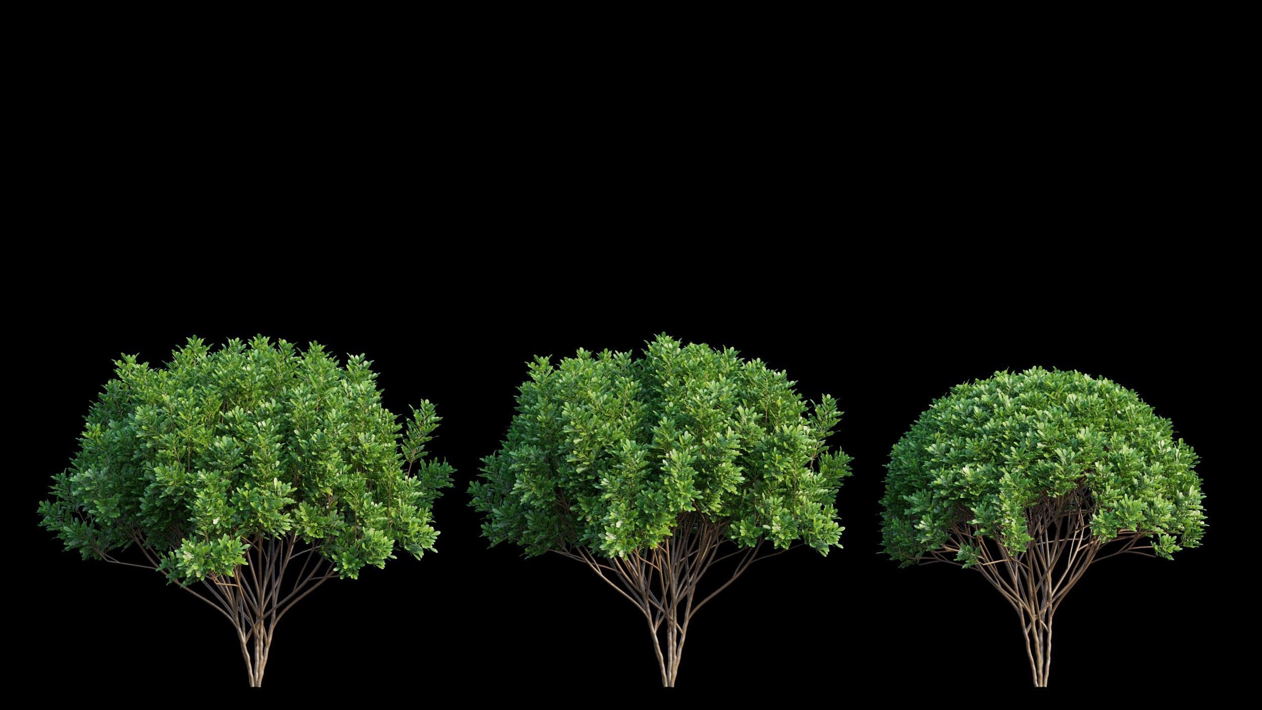 Aglaia duperreana plant set 03 3D model_5