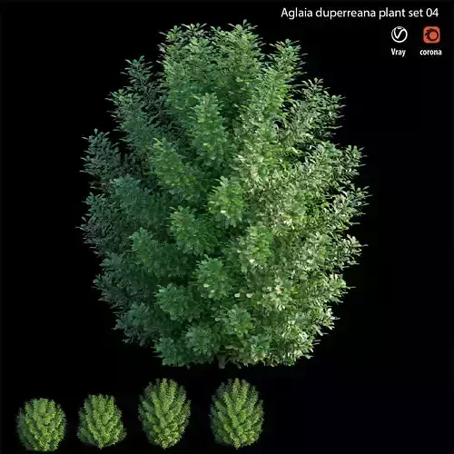 Aglaia duperreana plant set 04 3D model