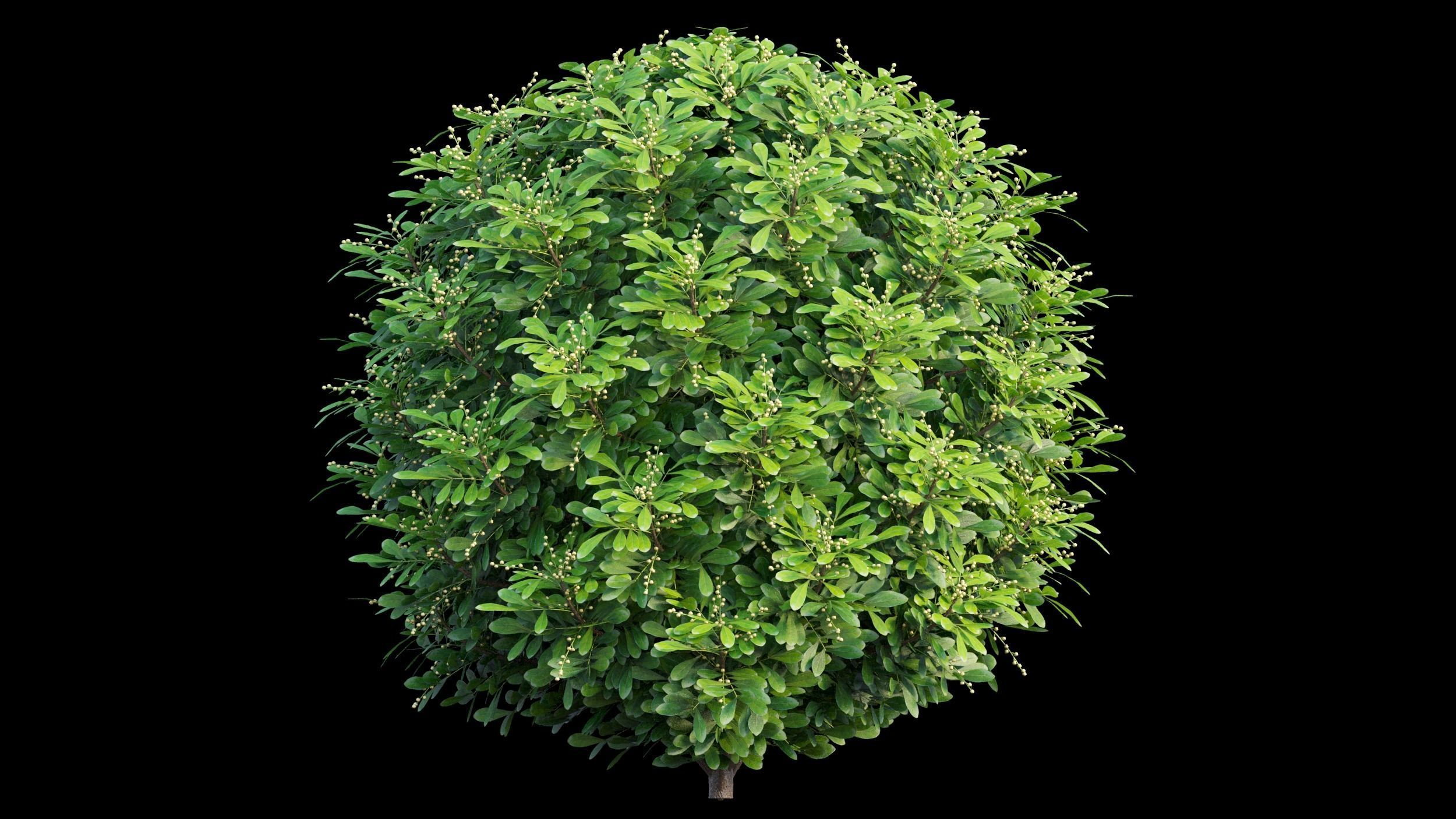 Aglaia duperreana plant set 05 3D model_8