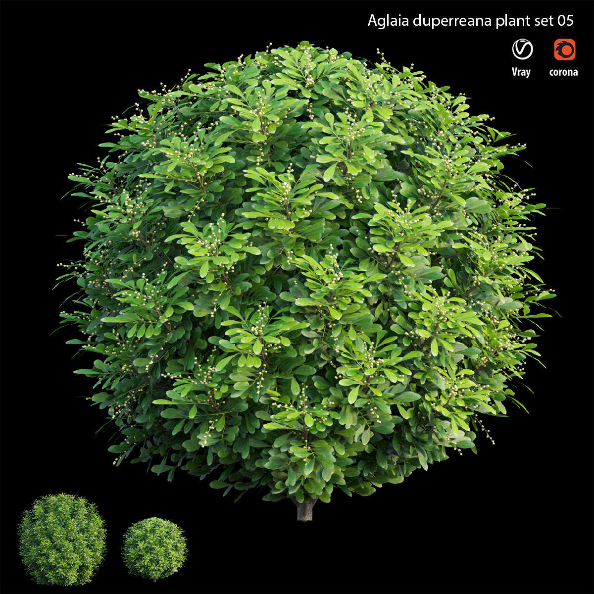 Aglaia duperreana plant set 05 3D model_2